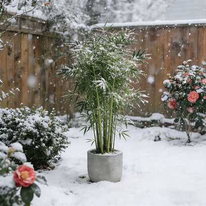 🏠🔥35K+ SOLD🏆Evergreen Lucky Bamboo Seed | 🔥Buy 1 Get 1 Free🔥