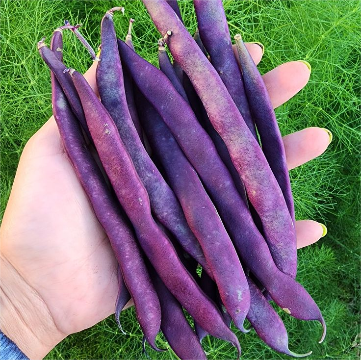 🔥Super-Long Green Bean Seeds - Super Yield | 🔥Buy 1 Get 1 Free🔥