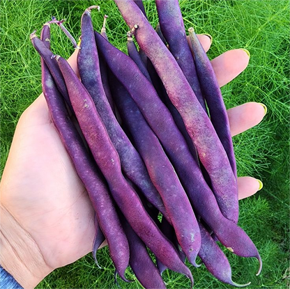 🔥Super-Long Green Bean Seeds - Super Yield | 🔥Buy 1 Get 1 Free🔥