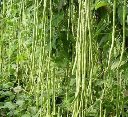 🔥Super-Long Green Bean Seeds - Super Yield | 🔥Buy 1 Get 1 Free🔥