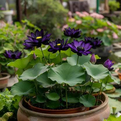 💮Midnight Purple Lotus Seeds | 🔥Buy 1 Get 1 Free🔥