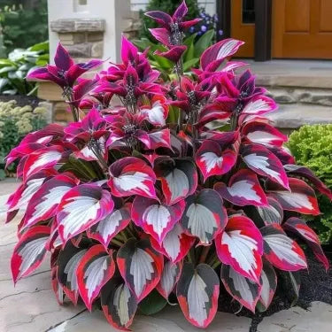 🔥 Premium Rare Hosta Seeds 🌿 Shade Tolerant – Perfect for your garden paradise! 🌱
