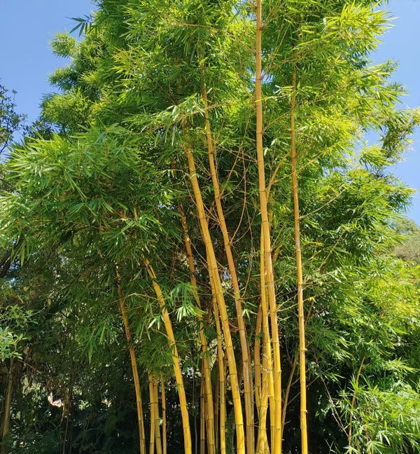 🏠🔥35K+ SOLD🏆Evergreen Lucky Bamboo Seed | 🔥Buy 1 Get 1 Free🔥