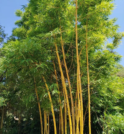 🏠🔥35K+ SOLD🏆Evergreen Lucky Bamboo Seed | 🔥Buy 1 Get 1 Free🔥