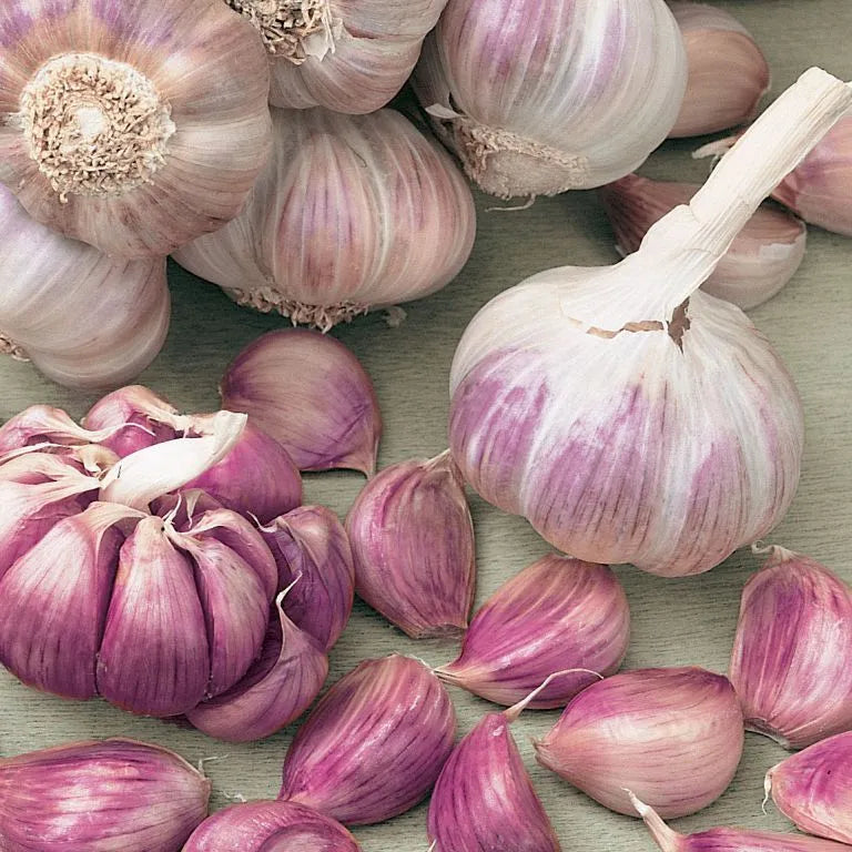 🧄Single Clove Garlic: Bold Flavor, Healthy Choice! | 🔥Buy 1 Get 1 Free🔥