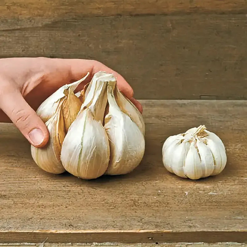 🧄Single Clove Garlic: Bold Flavor, Healthy Choice! | 🔥Buy 1 Get 1 Free🔥