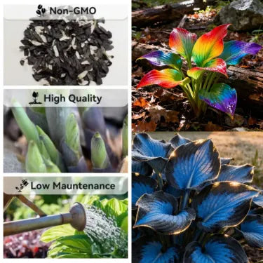 🔥 Premium Rare Hosta Seeds 🌿 Shade Tolerant – Perfect for your garden paradise! 🌱