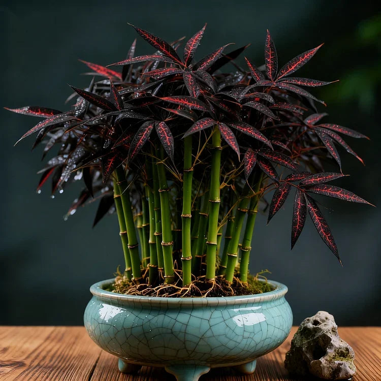 🌿 DreamBamboo — Multi-Color Lucky Bamboo Cypress