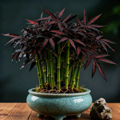 🌿 DreamBamboo — Multi-Color Lucky Bamboo Cypress