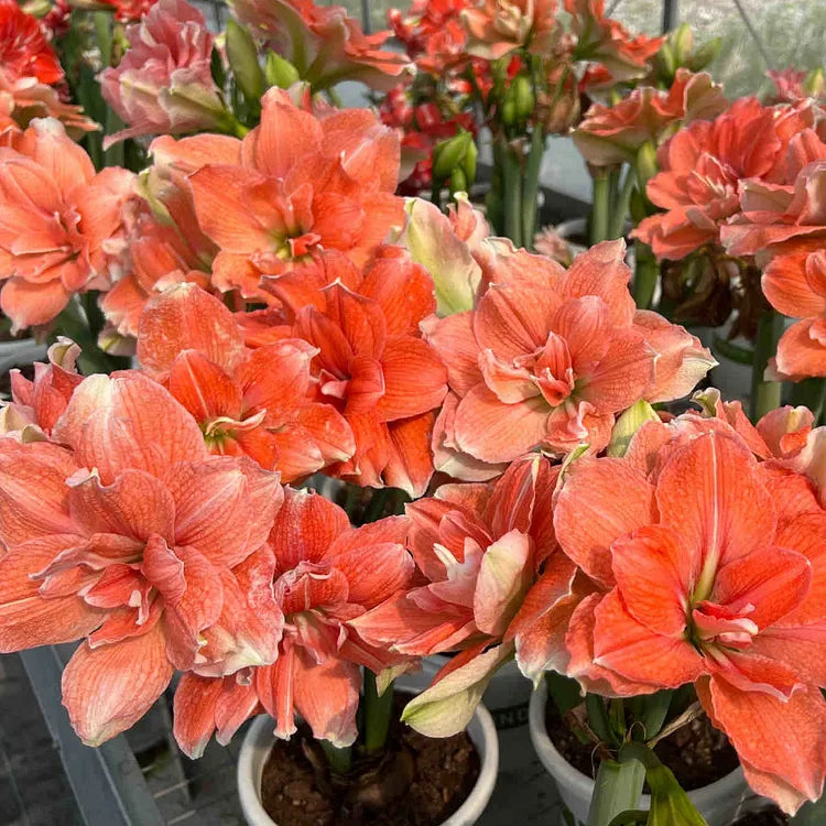 Double-Petaled Perfume Amaryllis Bulbs | 🔥Buy 1 Get 1 Free🔥