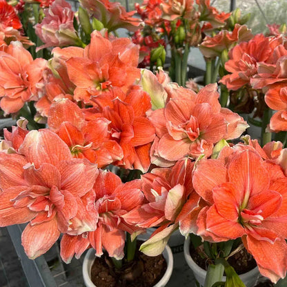 Double-Petaled Perfume Amaryllis Bulbs | 🔥Buy 1 Get 1 Free🔥