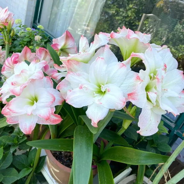 Double-Petaled Perfume Amaryllis Bulbs | 🔥Buy 1 Get 1 Free🔥
