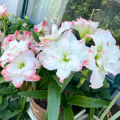 Double-Petaled Perfume Amaryllis Bulbs | 🔥Buy 1 Get 1 Free🔥