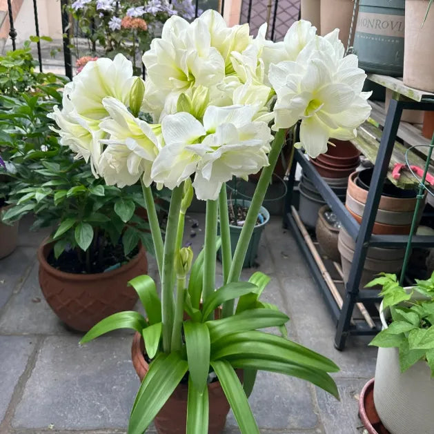 Double-Petaled Perfume Amaryllis Bulbs | 🔥Buy 1 Get 1 Free🔥