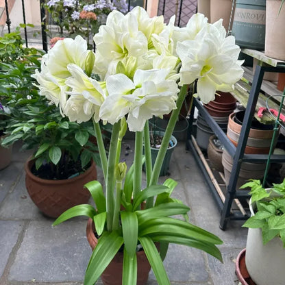 Double-Petaled Perfume Amaryllis Bulbs | 🔥Buy 1 Get 1 Free🔥