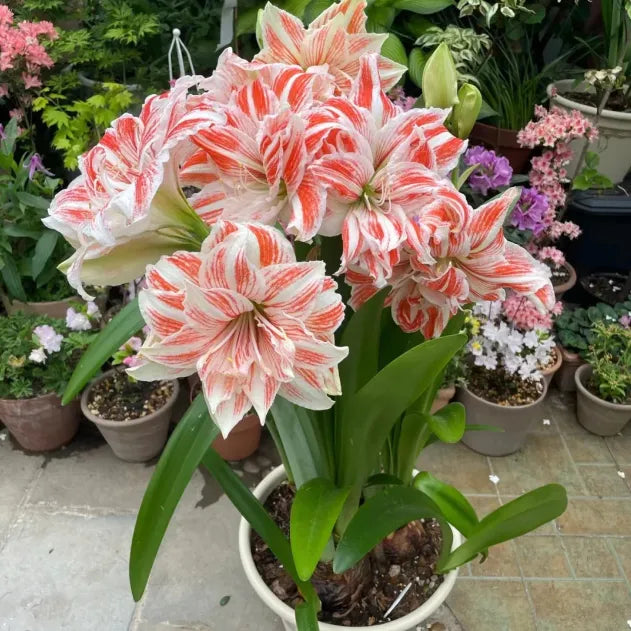 Double-Petaled Perfume Amaryllis Bulbs | 🔥Buy 1 Get 1 Free🔥
