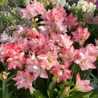 Double-Petaled Perfume Amaryllis Bulbs | 🔥Buy 1 Get 1 Free🔥