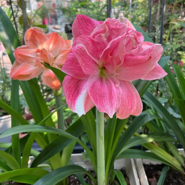 Double-Petaled Perfume Amaryllis Bulbs | 🔥Buy 1 Get 1 Free🔥