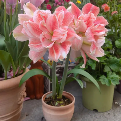 Double-Petaled Perfume Amaryllis Bulbs | 🔥Buy 1 Get 1 Free🔥
