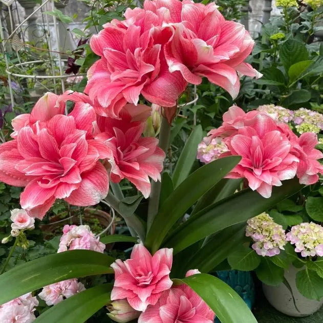 Double-Petaled Perfume Amaryllis Bulbs | 🔥Buy 1 Get 1 Free🔥