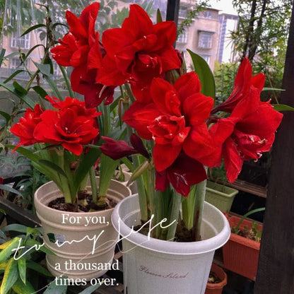 Double-Petaled Perfume Amaryllis Bulbs | 🔥Buy 1 Get 1 Free🔥