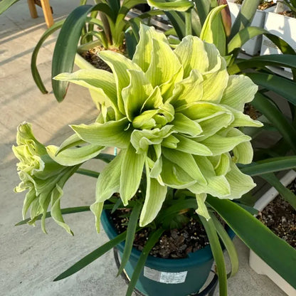 Double-Petaled Perfume Amaryllis Bulbs | 🔥Buy 1 Get 1 Free🔥