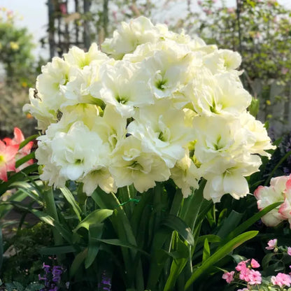 Double-Petaled Perfume Amaryllis Bulbs | 🔥Buy 1 Get 1 Free🔥