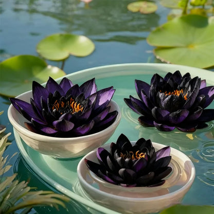 💮Midnight Purple Lotus Seeds | 🔥Buy 1 Get 1 Free🔥