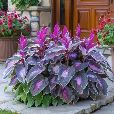 🔥 Premium Rare Hosta Seeds 🌿 Shade Tolerant – Perfect for your garden paradise! 🌱