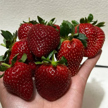 🔥⏰Last Day Promotion🌱BLACK PEARL STRAWBERRY SEEDS | 🔥Buy 1 Get 1 Free🔥