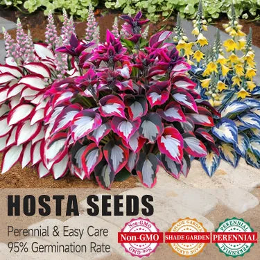 🔥 Premium Rare Hosta Seeds 🌿 Shade Tolerant – Perfect for your garden paradise! 🌱