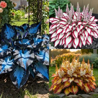🔥 Premium Rare Hosta Seeds 🌿 Shade Tolerant – Perfect for your garden paradise! 🌱