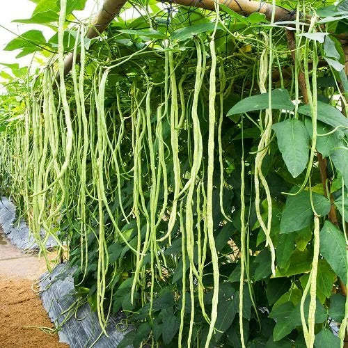 🔥Super-Long Green Bean Seeds - Super Yield | 🔥Buy 1 Get 1 Free🔥