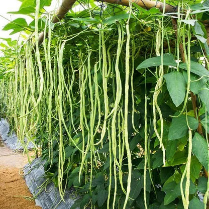 🔥Super-Long Green Bean Seeds - Super Yield | 🔥Buy 1 Get 1 Free🔥