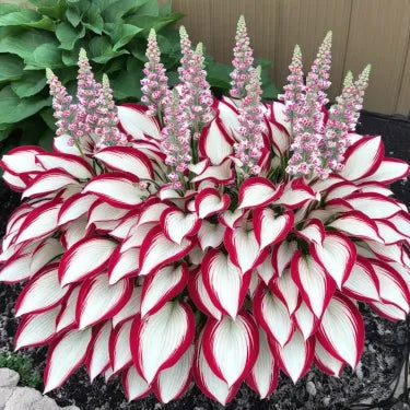 🔥 Premium Rare Hosta Seeds 🌿 Shade Tolerant – Perfect for your garden paradise! 🌱