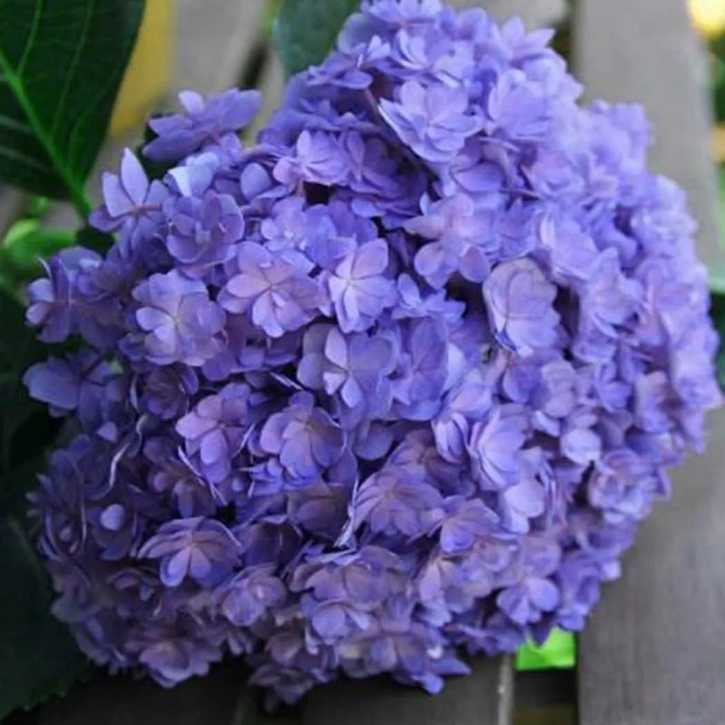 🌈Mix Hydrangea Seeds - Beautiful and Hardy Perennial Seeds for Your Garden | 🔥Buy 1 Get 1 Free🔥