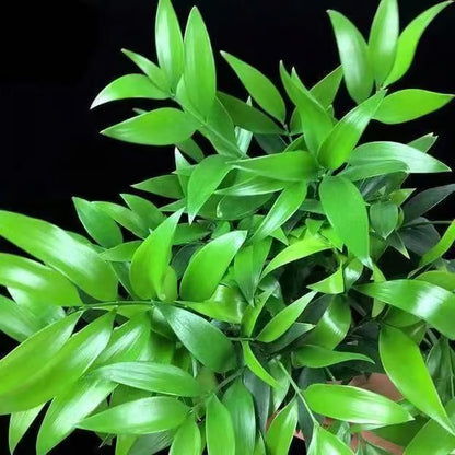 🏠🔥35K+ SOLD🏆Evergreen Lucky Bamboo Seed | 🔥Buy 1 Get 1 Free🔥