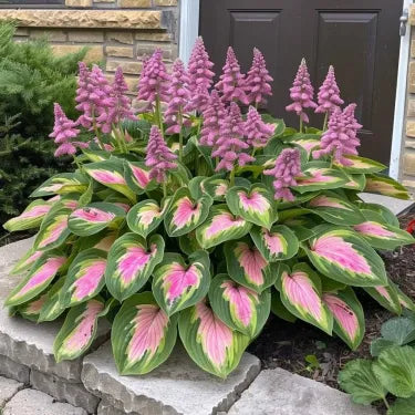 🔥 Premium Rare Hosta Seeds 🌿 Shade Tolerant – Perfect for your garden paradise! 🌱