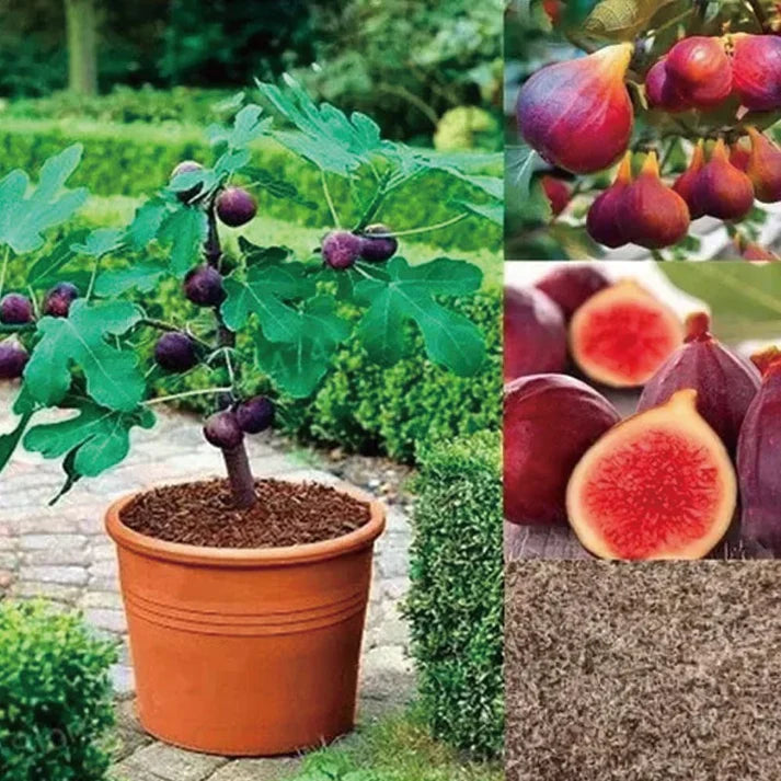 🔥Last Day 49% OFF - 🌿Brown Turkey Fig Seeds | 🔥Buy 1 Get 1 Free🔥