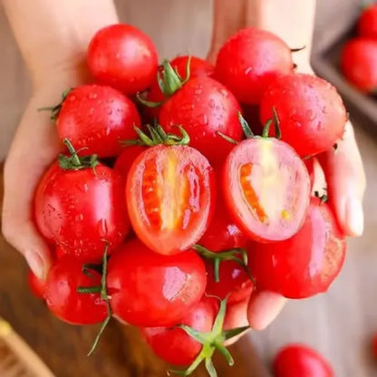 🍅🍅Potted Dwarf Tomato Seeds | 🔥Buy 1 Get 1 Free🔥