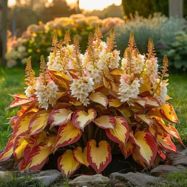 🔥 Premium Rare Hosta Seeds 🌿 Shade Tolerant – Perfect for your garden paradise! 🌱