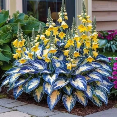 🔥 Premium Rare Hosta Seeds 🌿 Shade Tolerant – Perfect for your garden paradise! 🌱