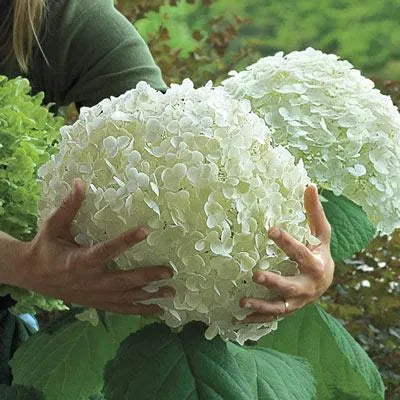 🌈Mix Hydrangea Seeds - Beautiful and Hardy Perennial Seeds for Your Garden | 🔥Buy 1 Get 1 Free🔥