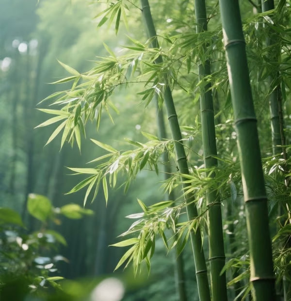 🏠🔥35K+ SOLD🏆Evergreen Lucky Bamboo Seed | 🔥Buy 1 Get 1 Free🔥