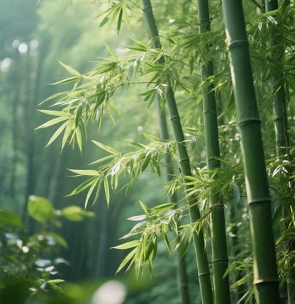 🏠🔥35K+ SOLD🏆Evergreen Lucky Bamboo Seed | 🔥Buy 1 Get 1 Free🔥