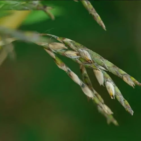 🏠🔥35K+ SOLD🏆Evergreen Lucky Bamboo Seed | 🔥Buy 1 Get 1 Free🔥