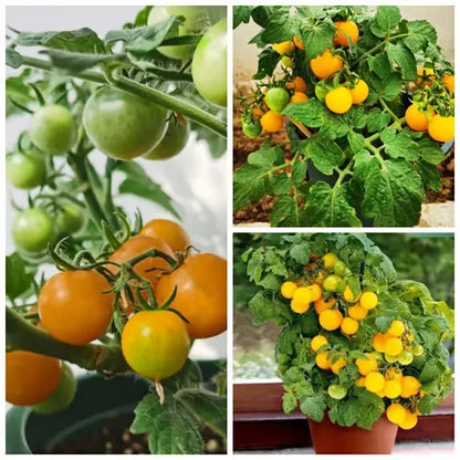 🍅🍅Potted Dwarf Tomato Seeds | 🔥Buy 1 Get 1 Free🔥