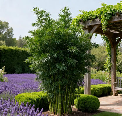 🏠🔥35K+ SOLD🏆Evergreen Lucky Bamboo Seed | 🔥Buy 1 Get 1 Free🔥