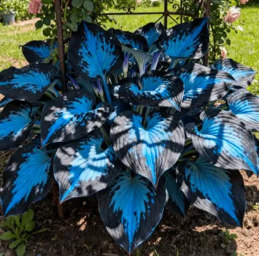 🔥 Premium Rare Hosta Seeds 🌿 Shade Tolerant – Perfect for your garden paradise! 🌱