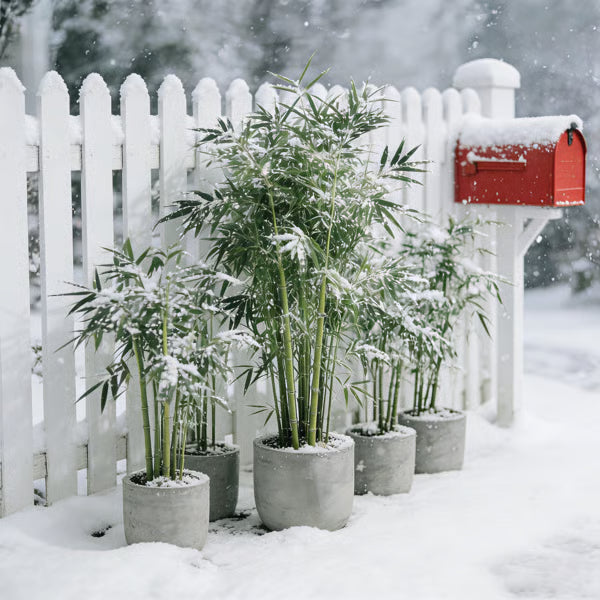 🏠🔥35K+ SOLD🏆Evergreen Lucky Bamboo Seed | 🔥Buy 1 Get 1 Free🔥